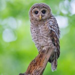 barred owl fledgling owlet