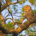 Barred owl in golden light