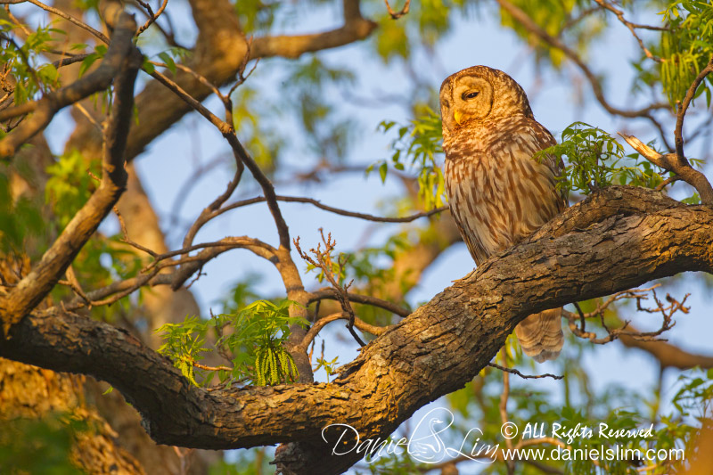 Barred owl in golden light