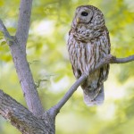 barred owl perch white rock lake