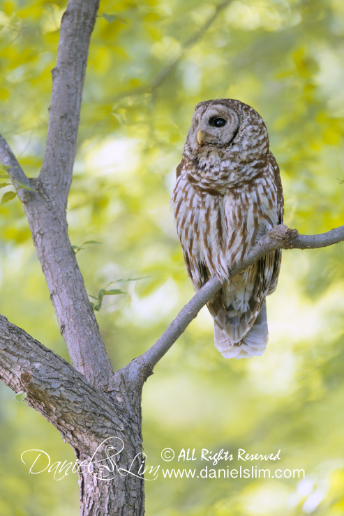 barred owl perch white rock lake