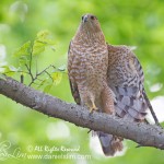 female cooper hawk display