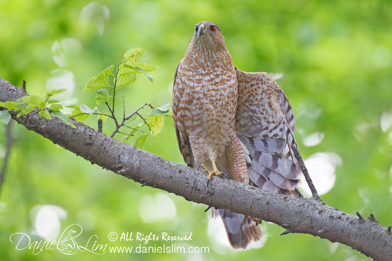 female cooper hawk display