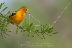 female baltimore orioles