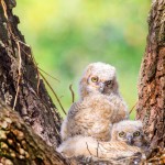 great horned owl nest owlets