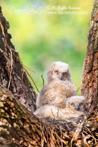 great horned owl nest owlets
