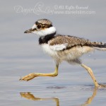 killdeer chick running