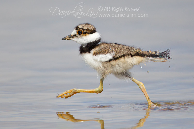 killdeer chick running