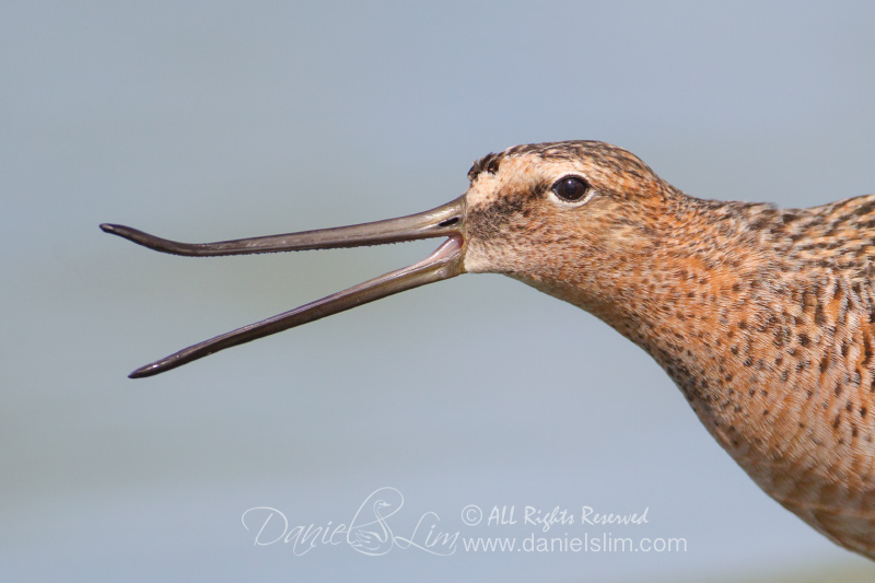 long billed dowitcher Rhynchokinesis