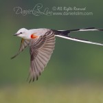 scissor-tailed flycatcher in flight full speed