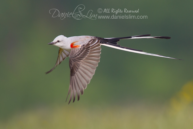 scissor-tailed flycatcher in flight full speed