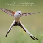 scissor tailed flycatcher in flight hover