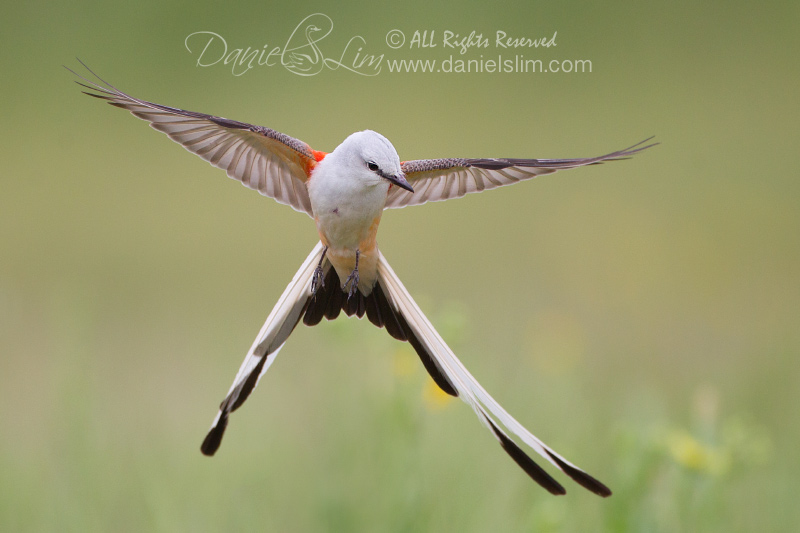 scissor tailed flycatcher in flight hover