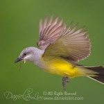 Western Kingbird in Flight with Nesting Material