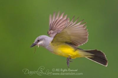 Western Kingbird in Flight with Nesting Material