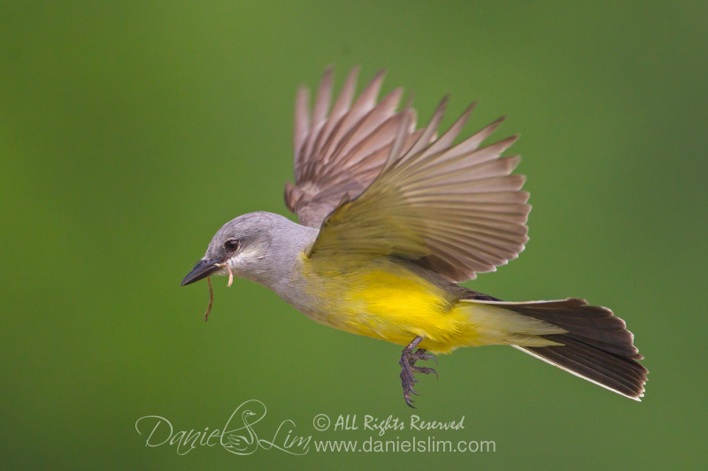 Western Kingbird in Flight with Nesting Material