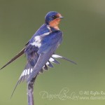 barn swallow display