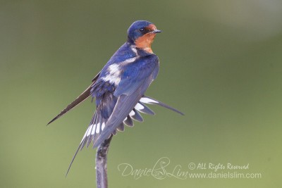 barn swallow display