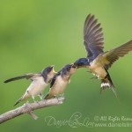 barn swallow feeding