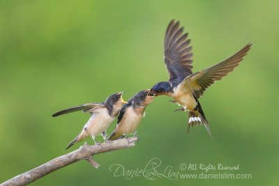 barn swallow feeding