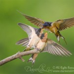 barn swallow feeding two