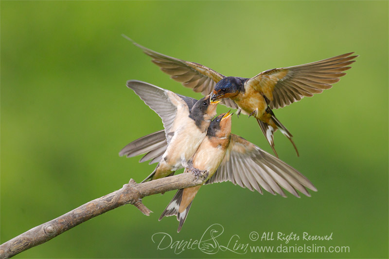 barn swallow feeding two