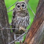 barred owl fledgling