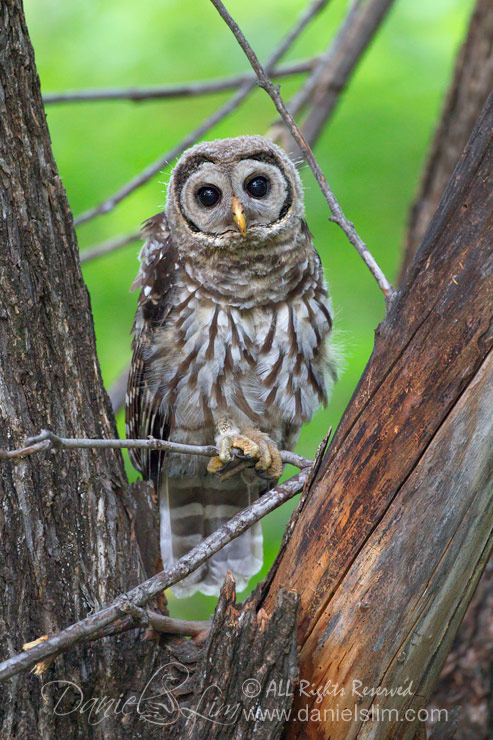 barred owl fledgling