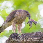 Cooper's Hawk with baby bird