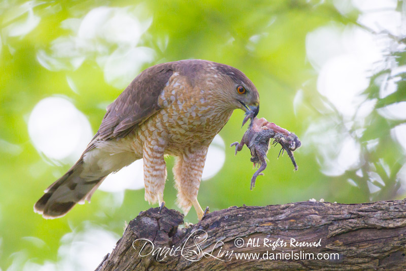 Cooper's Hawk with baby bird