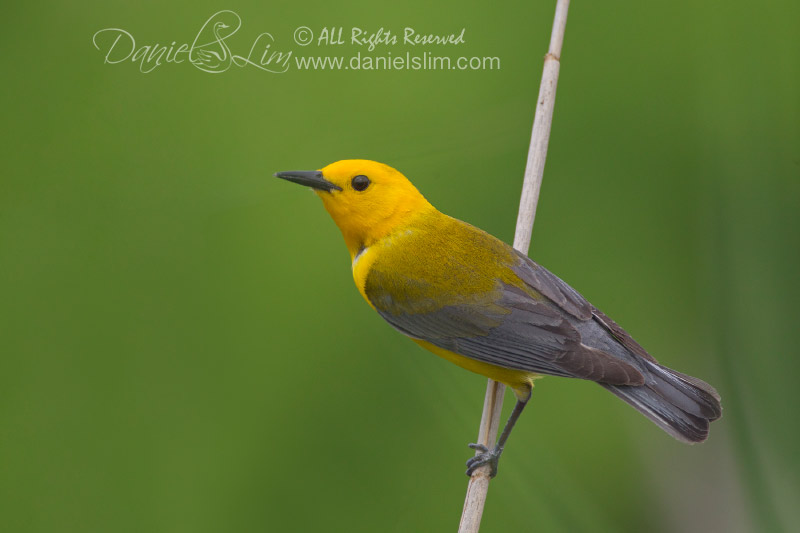 prothonotary warbler