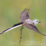 scissor tailed flycatcher take off