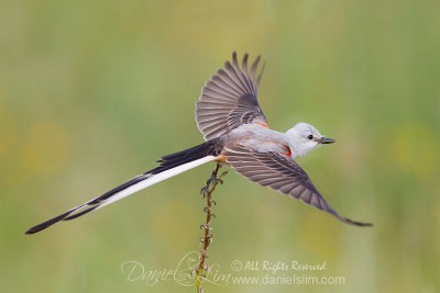 scissor tailed flycatcher take off