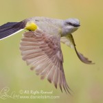western kingbird in flight