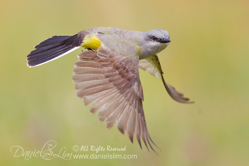 western kingbird in flight