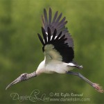 wood stork in flight at richland chambers WMA