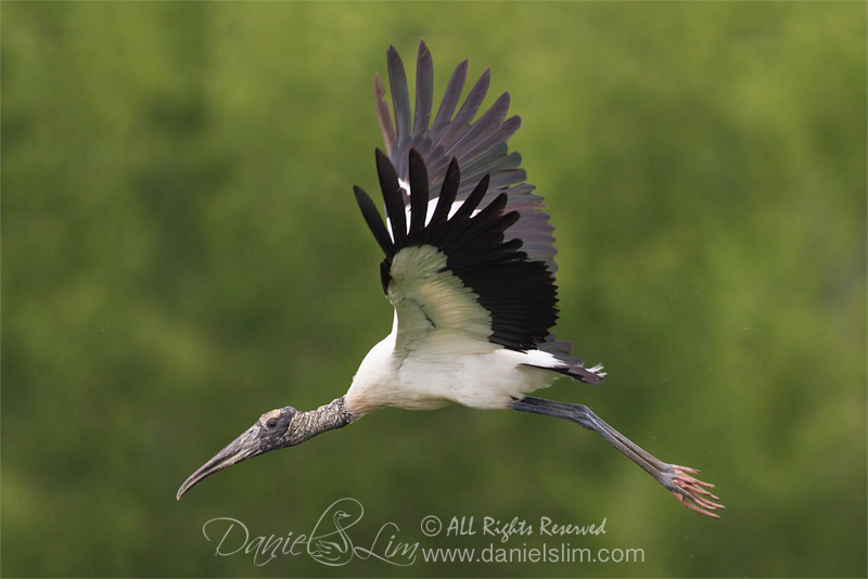 wood stork in flight at richland chambers WMA