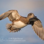 American wigeon female in fight