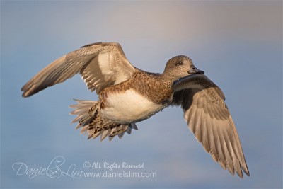 American wigeon female in fight