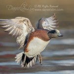 american wigeon in flight