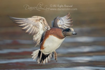 american wigeon in flight