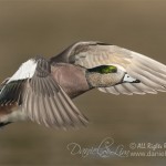 drake american wigeon in flight