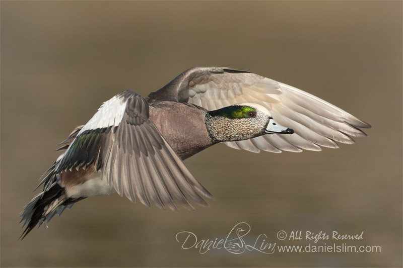 american wigeon in flight