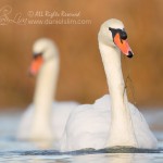 mute swan pair