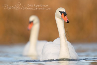 mute swan pair