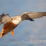 northern shoveler drake in flight