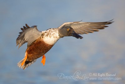 northern shoveler drake in flight