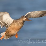 Hen Northern Shoveler In Flight