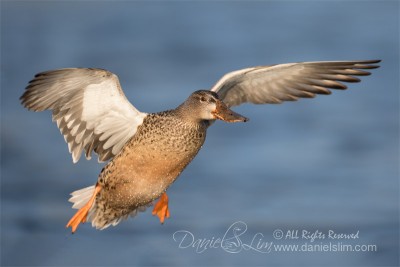 Hen Northern Shoveler In Flight