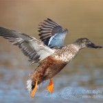 northern shoveler in flight Eclipse Plumage